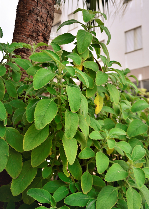 Toilet Paper Plant (Plectranthus barbatus)