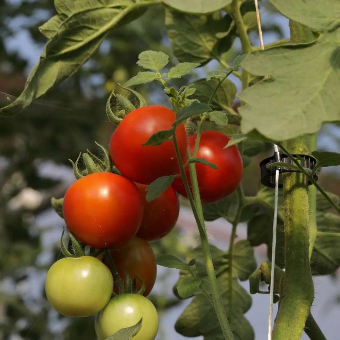 Plant Support Vine Clips