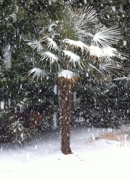 Windmill Palm (Trachycarpus fortunei)
