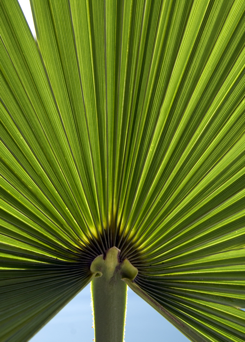 Windmill Palm (Trachycarpus fortunei)