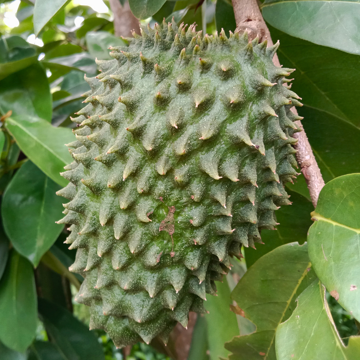 Unripe Soursop (Guanabana) For Cooking