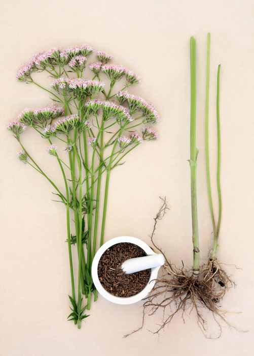 Valerian Root (Valeriana officinalis)