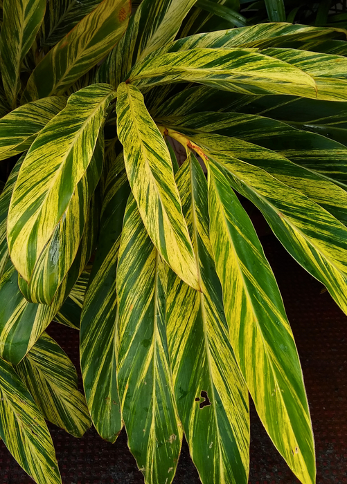 Variegated Shell Ginger (Alpinia zerumbet)