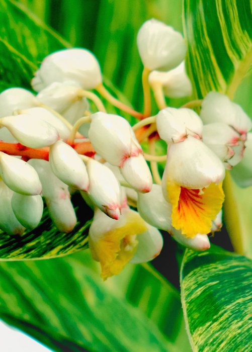 Variegated Shell Ginger (Alpinia zerumbet)