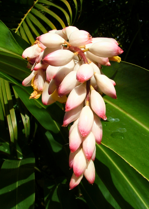 Variegated Shell Ginger (Alpinia zerumbet)