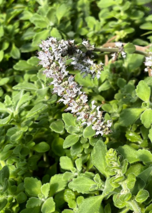 Vicks Plant (Plectranthus tomentosa)