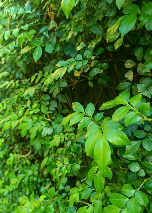 Wampee (Clausena lansium)