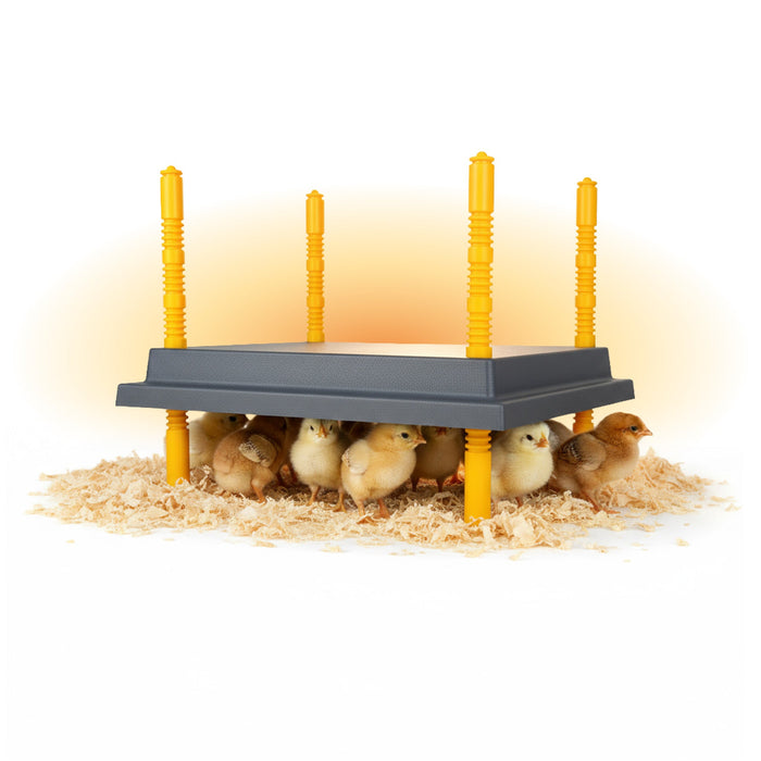 Warmzy Heating Plate (10" x 10") 15-20 chicks