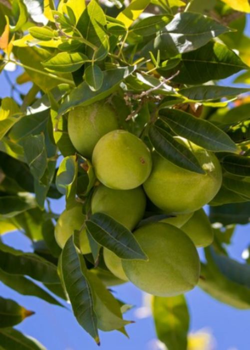 White Sapote 'Redlands' (Casimiroa edulis)