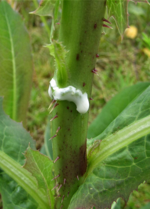 Wild Lettuce (Lactuca virosa)