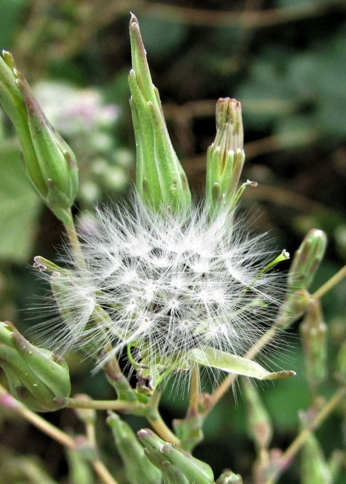 Wild Lettuce (Lactuca virosa)