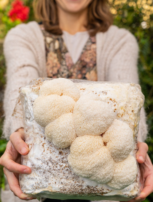 Lion's Mane Mushroom Grow Kit Fruiting Block - 5 LBS