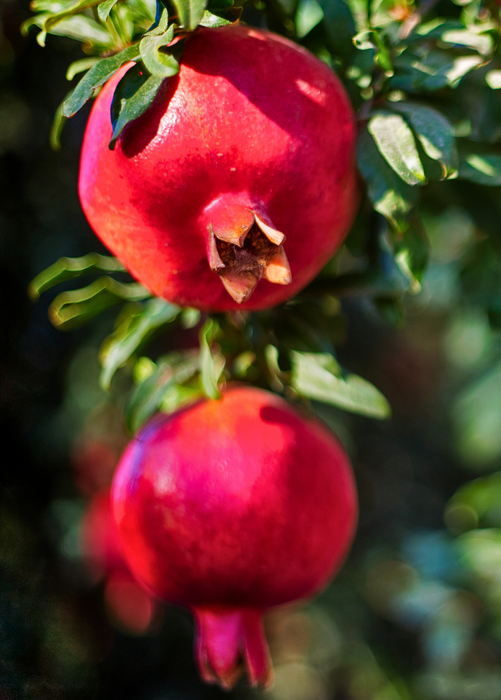 Pomegranate 'Wonderful' (Punica granatum)