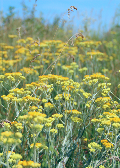 Wormwood (Artemisia absinthium)