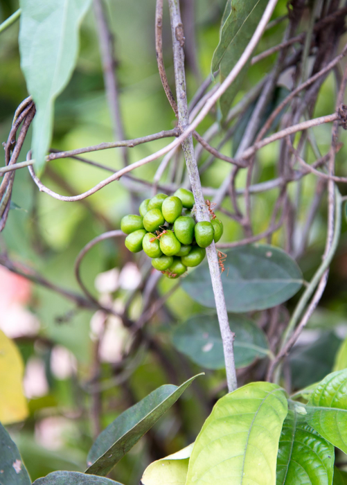 Yanang, Grass Jelly Vine (Tiliacora triandra)
