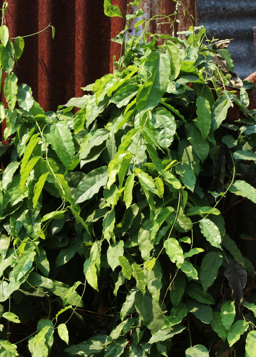 Yanang, Grass Jelly Vine (Tiliacora triandra)