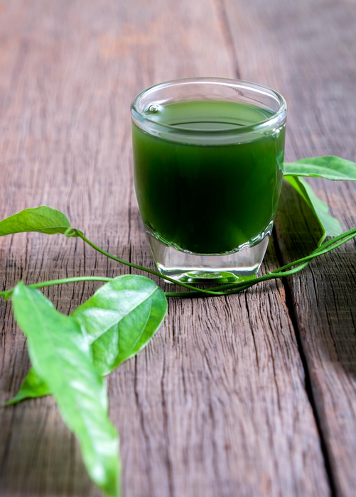 Yanang, Grass Jelly Vine (Tiliacora triandra)