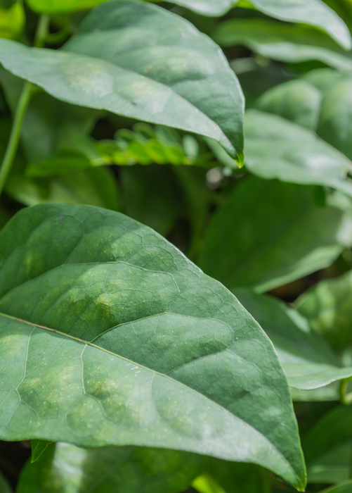 Yanang, Grass Jelly Vine (Tiliacora triandra)