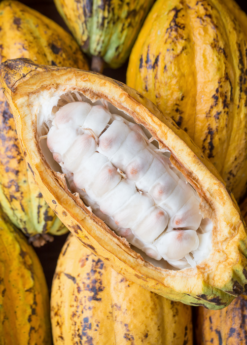 Cacao, Yellow (Theobroma cacao)