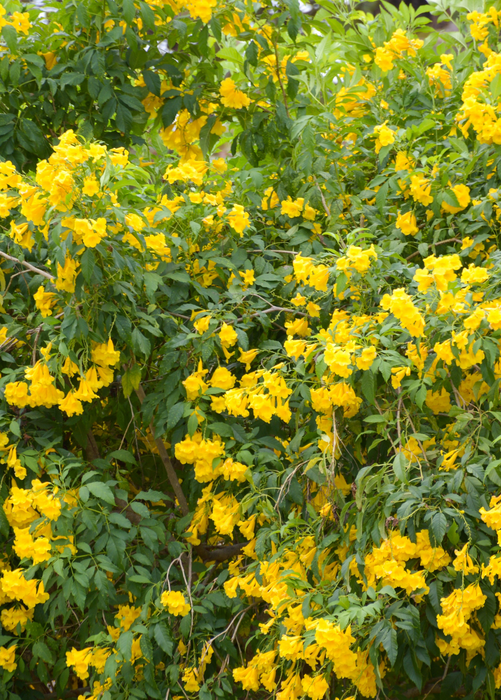 Hojas de Tronadora, Yellow Elder (Tecoma stans)