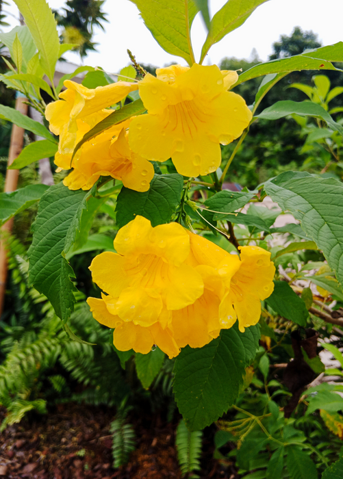 Hojas de Tronadora, Yellow Elder (Tecoma stans)