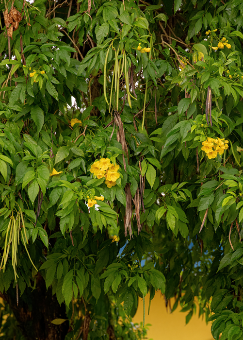 Hojas de Tronadora, Yellow Elder (Tecoma stans)