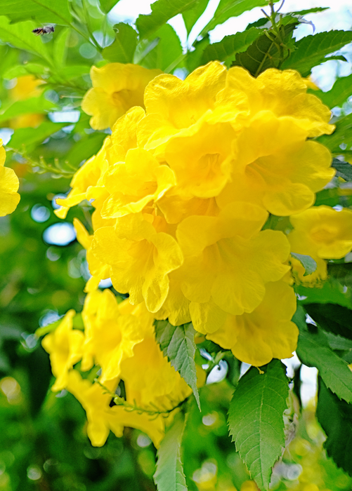 Hojas de Tronadora, Yellow Elder (Tecoma stans)