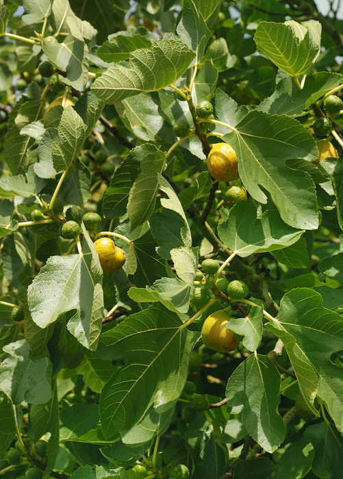Fig 'Yellow Long Neck' (Ficus carica)