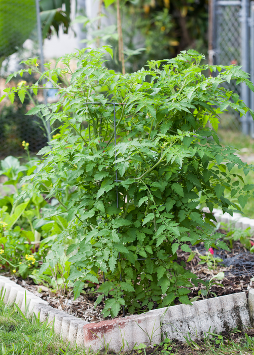 Everglades Tomato, Yellow (Solanum pimpinellifolium var.)