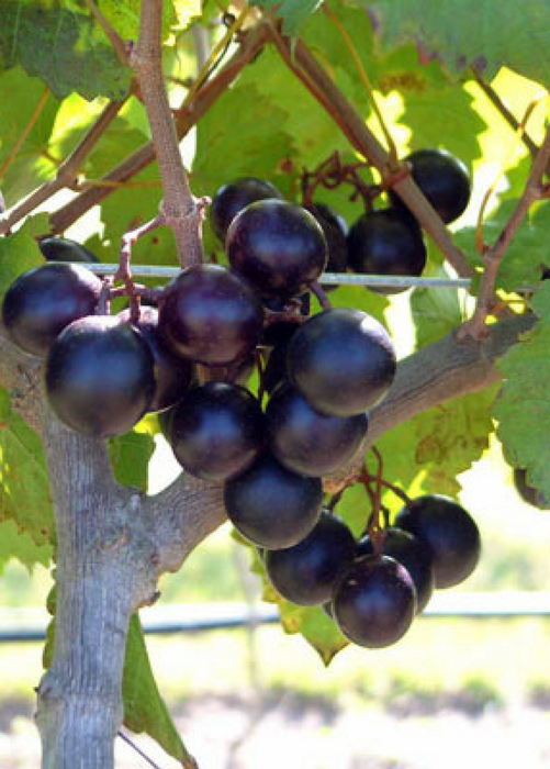 Southern Muscadine Grape Bundle: Carlos + Alachua +Southern Home'