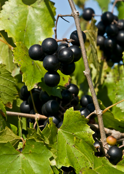 Muscadine Grape 'Alachua' (Vitis rotundifolia)