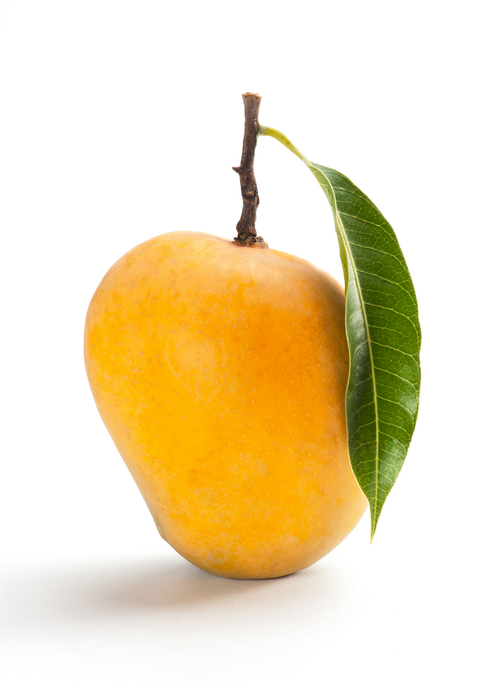 Mango 'Alphonso' (Mangifera indica) — Specialty Food Source