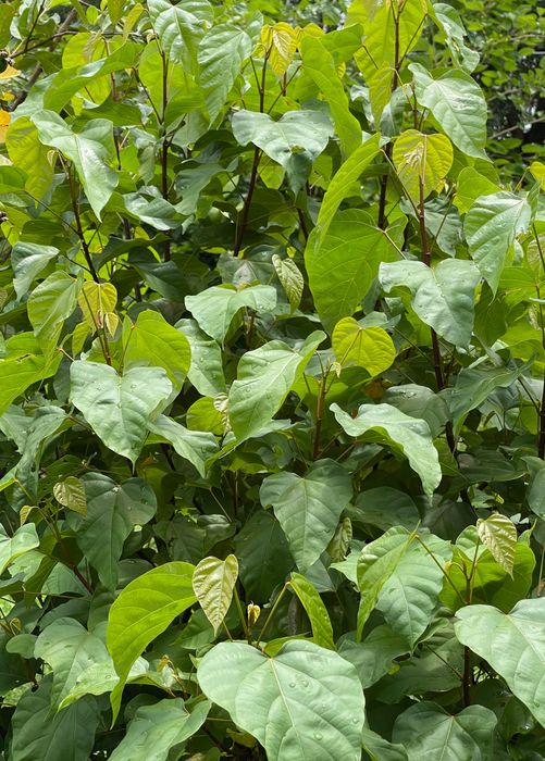Annatto Achiote (Bixa orellana)