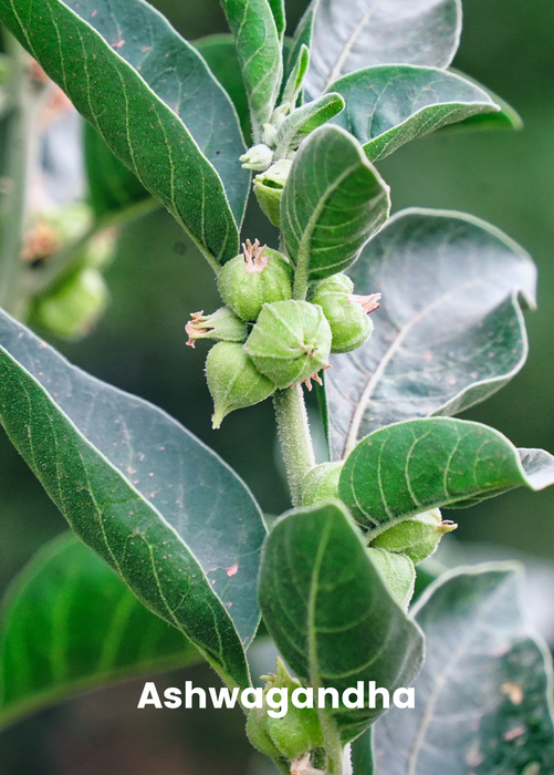 Adaptogen Herb Bundle: Gotu Kola, Skullcap, Ashwagandha, Tulsi