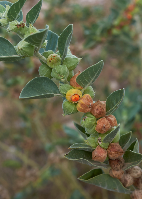 Ashwagandha (Withania somnifera)