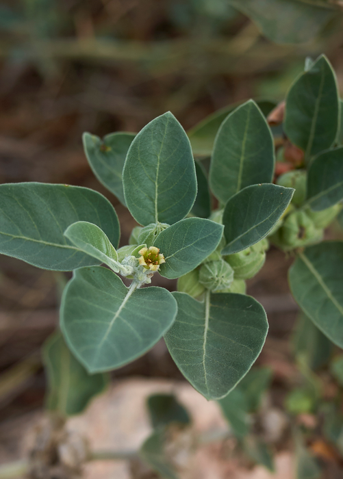 Ashwagandha (Withania somnifera)