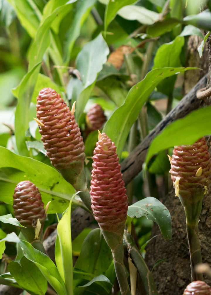 Awapuhi Shampoo Ginger (Zingiber zerumbet)  Specialty Food Source