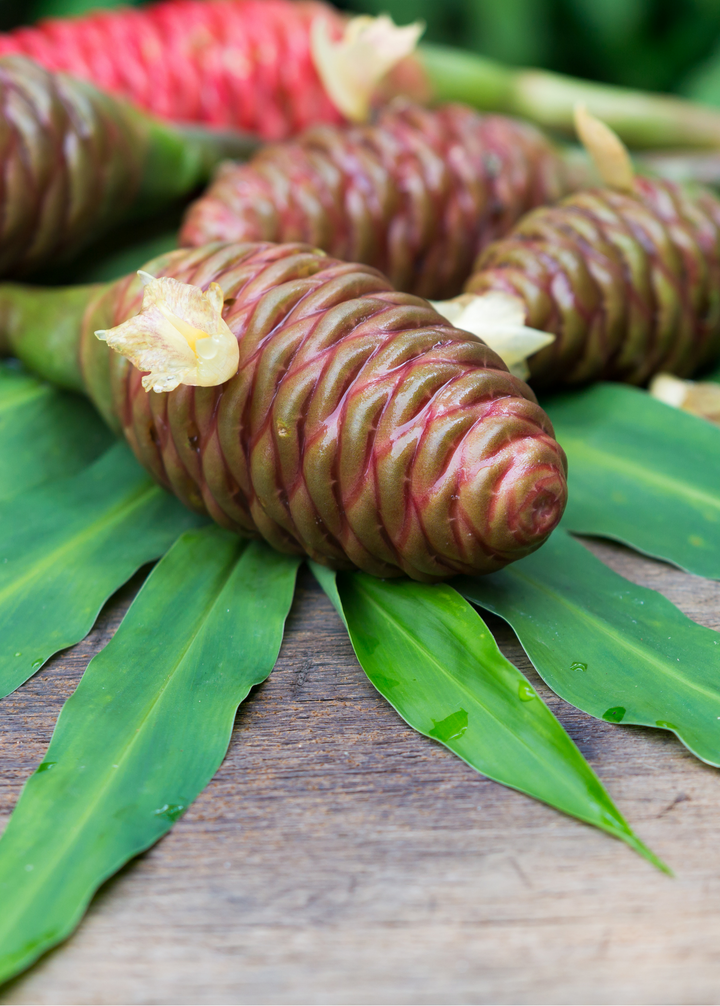 awapuhi plant seeds Awapuhi Shampoo Ginger (Zingiber zerumbet) — Specialty Food Source