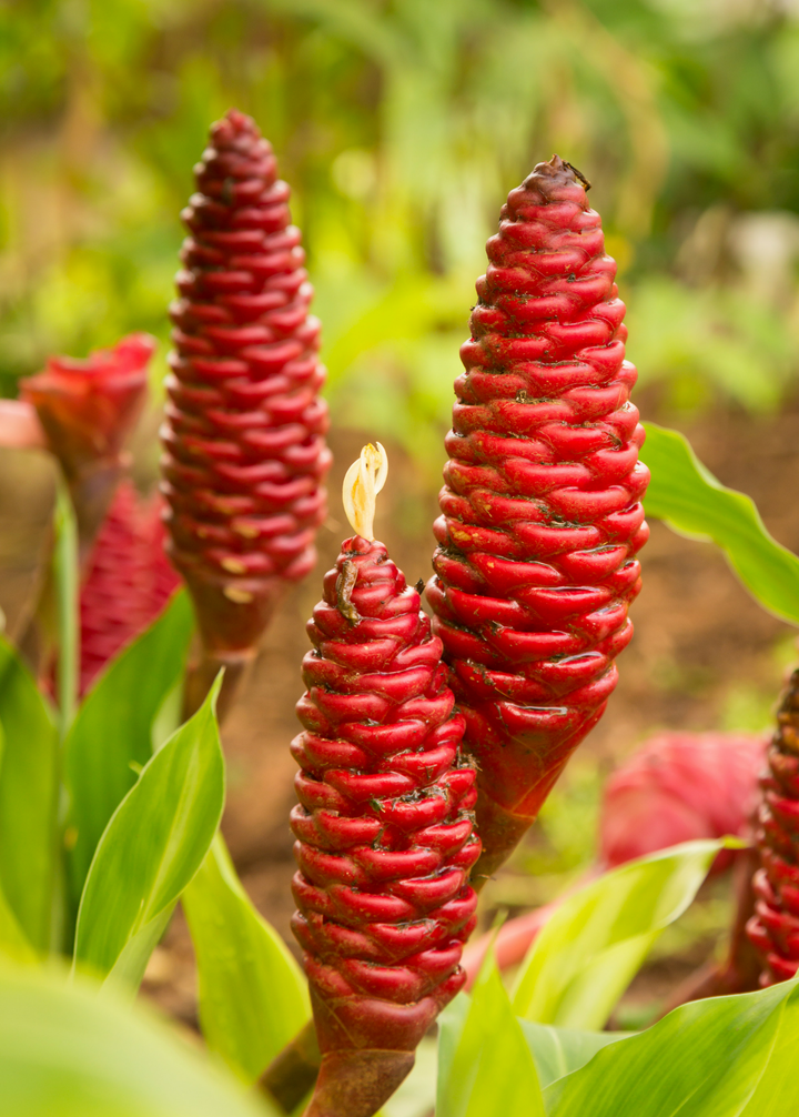 awapuhi plant seeds Awapuhi Shampoo Ginger (Zingiber zerumbet) — Specialty Food Source