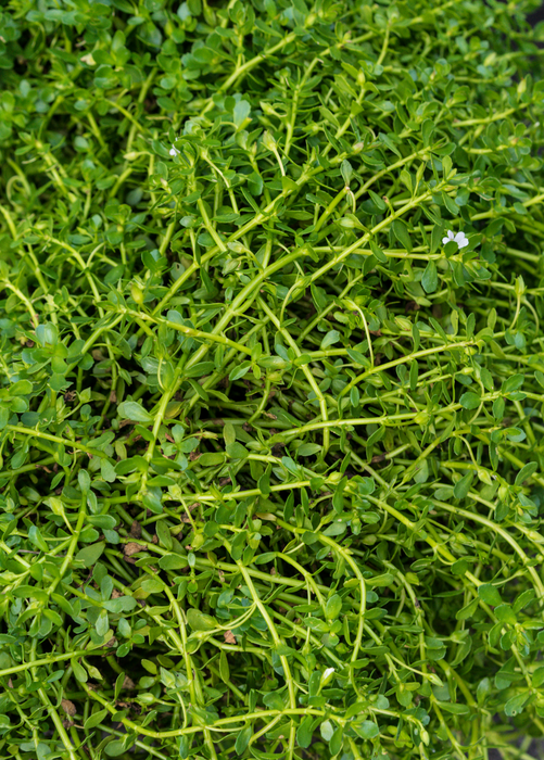Brahmi (Bacopa monnieri)
