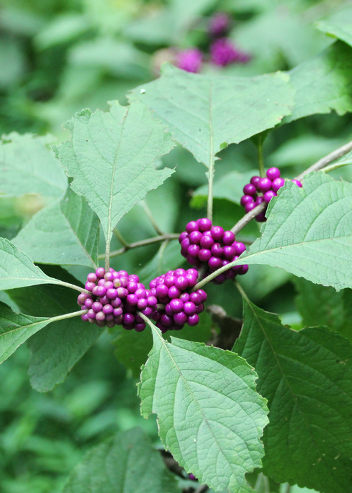 Beautyberry (Callicarpa americana)