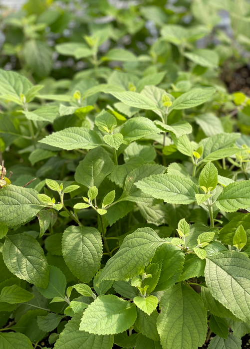Beautyberry (Callicarpa americana)