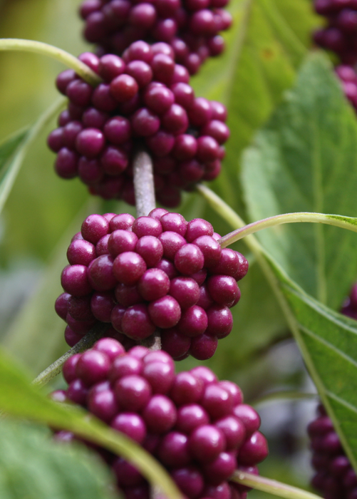 Beautyberry (Callicarpa americana)