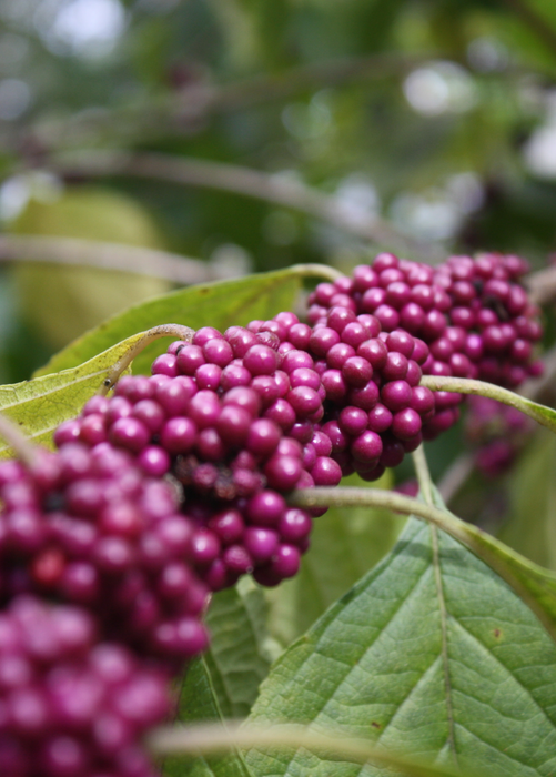 Beautyberry (Callicarpa americana)