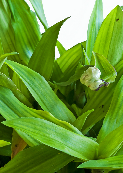 Beijing Grass (Murdannia loriformis)