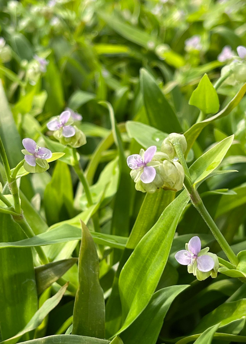Beijing Grass (Murdannia loriformis)