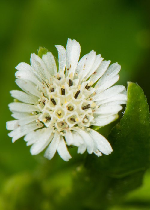 Bhringraj (Eclipta prostrata, syn, Eclipta alba)