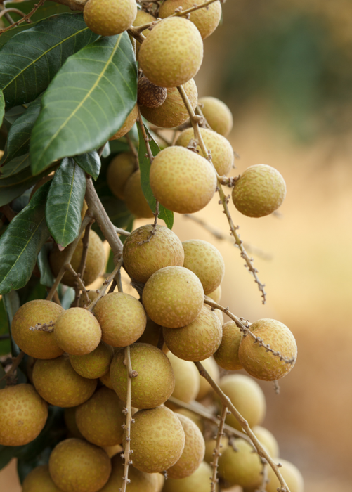 Longan, 'Biew Kiew' (Dimocarpus longan)