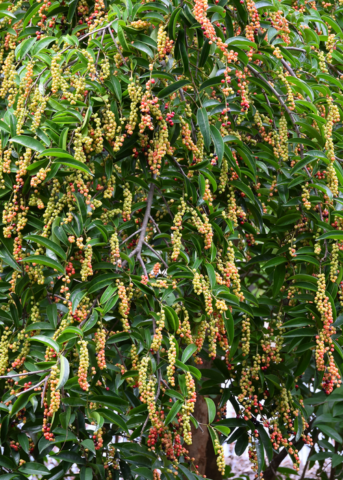 Bignay (Antidesma bunius)