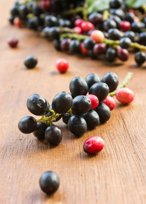 Bignay (Antidesma bunius)